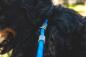 Preview: Ruffwear Just-a-Cinch Leash Blue Pool